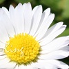 Flower Photo